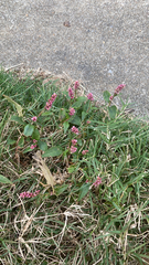 Persicaria longiseta