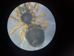 Pelecopsis parallela