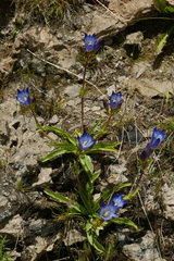 Gentiana olivieri