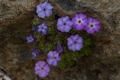 Dionysia bryoides