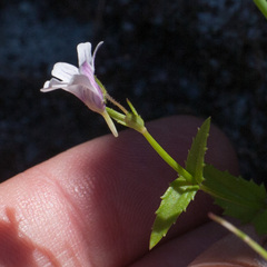 Nemesia affinis