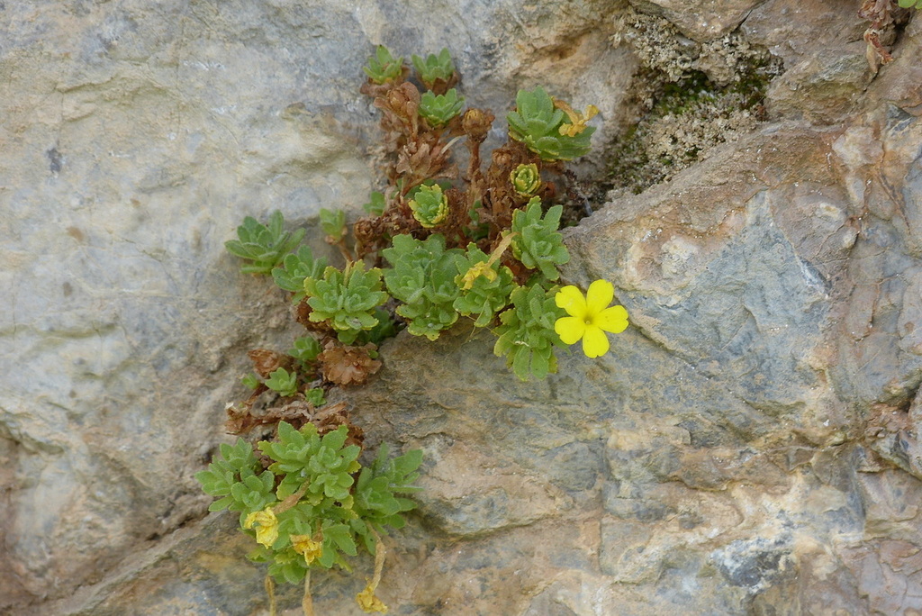 Dionysia crassifolia