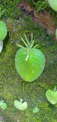 Gesneriaceae
