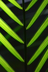 Cyatheaceae