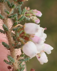 Erica scabriuscula