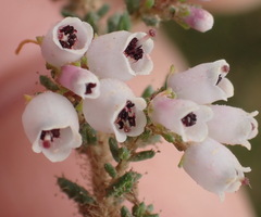 Erica scabriuscula