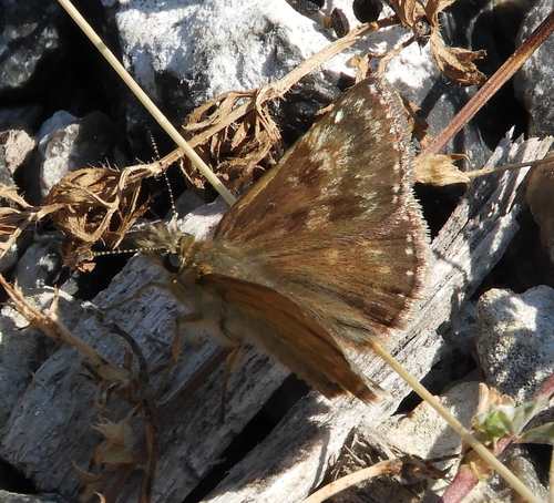 Dingy Skipper, Sint Pieter, Maastricht, Nederland, photo 9 of 10
