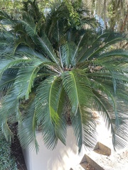 Cycas revoluta