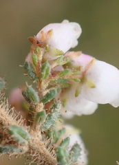 Erica scabriuscula