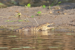 Crocodylus moreletii