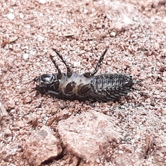 Coleoptera