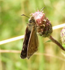 Erynnis tages