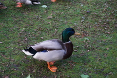 Anas platyrhynchos