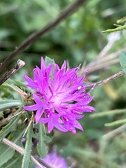 Centaurea