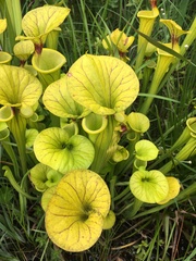 Sarracenia flava