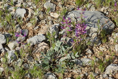 Astragalus