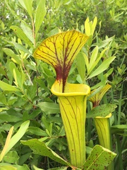 Sarracenia flava