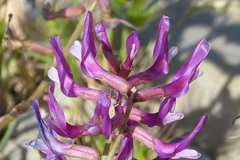 Astragalus