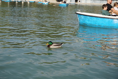 Anas platyrhynchos