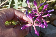 Astragalus