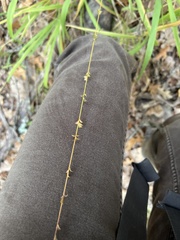 Chasmanthium sessiliflorum