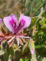 Pelargonium cordifolium