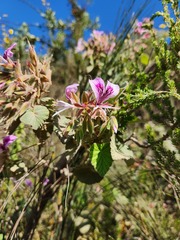 Pelargonium cordifolium