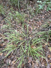Chasmanthium sessiliflorum