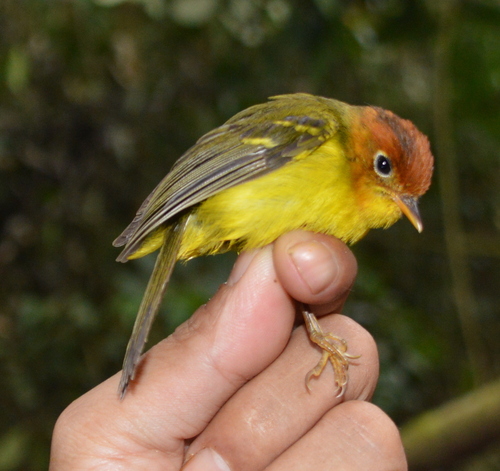 Yellow-breasted Warbler (Phylloscopus montis), photo 9
