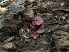 Ascocoryne cylichnium