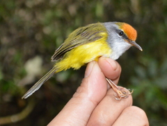 Phyllergates cucullatus