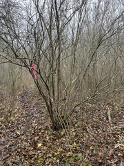 Syringa