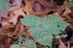 Rubus occidentalis
