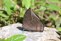 Memphis moruus