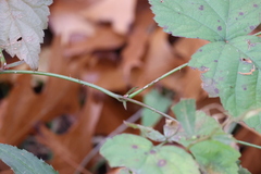 Rubus occidentalis