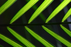 Cyatheaceae