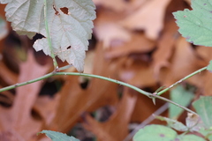 Rubus occidentalis