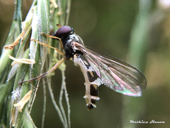 Entomophthora syrphi