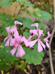 Pelargonium zonale