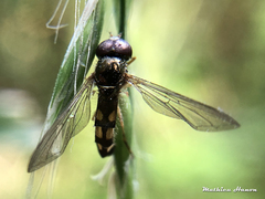 Entomophthora syrphi