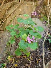 Pelargonium zonale