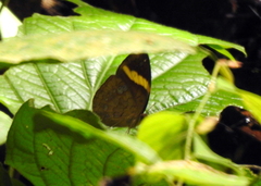 Xanthotaenia busiris