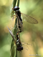 Entomophthora syrphi