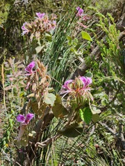 Pelargonium zonale
