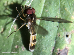 Entomophthora syrphi