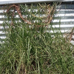 Cenchrus clandestinus