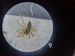 Tenuiphantes flavipes