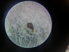 Tenuiphantes flavipes