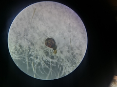 Tenuiphantes flavipes