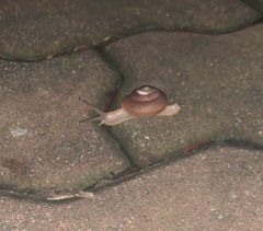 Quantula striata